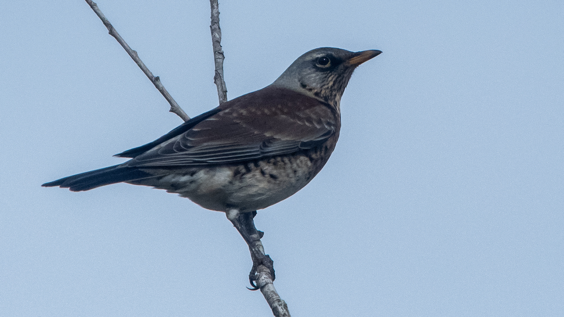 Fieldfare
